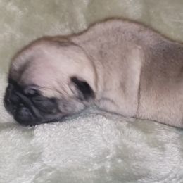 Boy 3 PRANCER - Fawn male Pug puppy in Gadsden, Alabama from Carla's Pugs