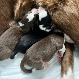 Border Collie Puppies from Pineview Farm