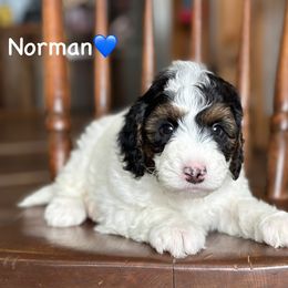 Norman - Black tri-color male Aussiedoodle puppy in Lancaster, Minnesota from Finney Ranch