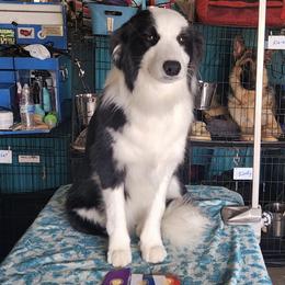 Pallina - Border Collie
