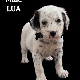 Onyx - White and black male Dalmatian puppy in Bremen, Georgia from Clark’s Dalmatians