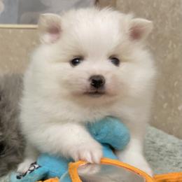 White and cream - White male Pomeranian puppy in Kelso, Washington from Highlander Pomeranians