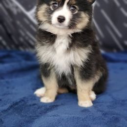 Pomsky Puppies from Candyland Pomskies