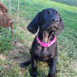 Girl 2 pink - Black German Shorthaired Pointer puppy in Ashville, Ohio from Joyce Shively