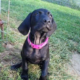 Girl 2 pink - Black German Shorthaired Pointer puppy in Ashville, Ohio from Joyce Shively