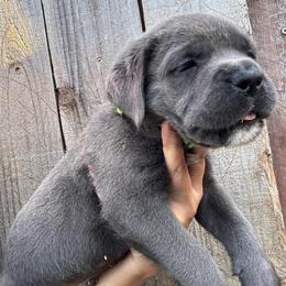 Gray 2- Green Collar - Gray male Cane Corso puppy in Compton, California from Urban League Cane Corso