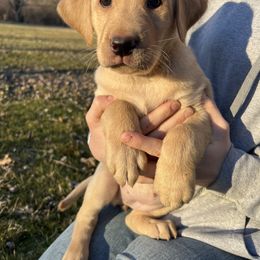 Girl 1 - Labrador Retriever puppy in Rootstown, Ohio from Blue Bandana Retrievers