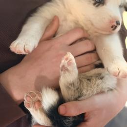 Border Collie Puppies from Cahill’s Canines