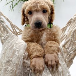 Poodle and Pyredoodle Puppies from Wild suns farm