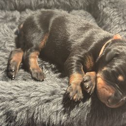 Light Pink Collar Female - Black and rust female Doberman Pinscher puppy in Fostoria, Michigan from Jensen Dobermans and Dachshunds