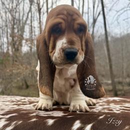 Sweetie Pie - Black white and brown female Basset Hound puppy in Dingess, West Virginia from Tuckers' Howling Hounds