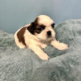 Angel - Tricolor female Shih Tzu puppy in Hawthorne, Florida from Simply Southern Shihtzus