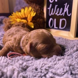 Goldendoodle Puppies from Simply Mini Goldendoodles