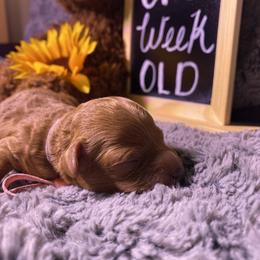 Goldendoodle Puppies from Simply Mini Goldendoodles
