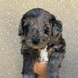 Sandy - Merle female Bernedoodle puppy in Fallon, Nevada from Wild Roots Doodles