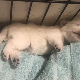 West Highland White Terrier Puppies from Twin Oaks Westies