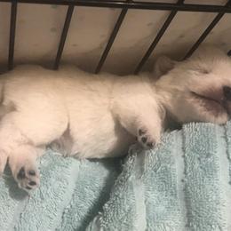 West Highland White Terrier Puppies from Twin Oaks Westies