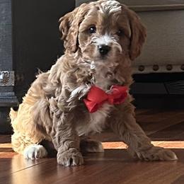 Jason - Red male Cavapoo puppy in Mint Hill, North Carolina from DoodleForever