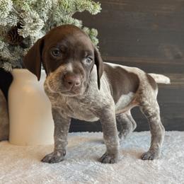 Lucy - Liver roan female German Shorthaired Pointer puppy in Ulen, Minnesota from North Wind Gundogs
