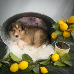 Phil Deville - Sable male Collie puppy in Chilhowie, Virginia from Jolly Collies