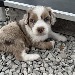 Girl 1 - Brown merle female Aussiedoodle puppy in Hillsboro, Illinois from Perfect Paws Puppies