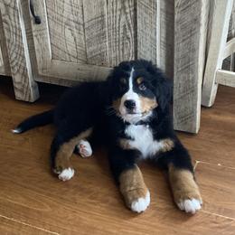 Gray - Tri-color male Bernese Mountain Dog puppy in Barker, New York from A little bit of heavens Bernese mountain dogs