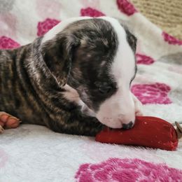 Sage - Fawn brindle Whippet puppy in Port Richey, Florida from Highlander Whippets