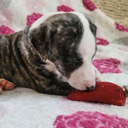 Sage - Fawn brindle Whippet puppy in Port Richey, Florida from Highlander Whippets