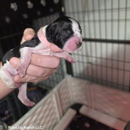 Girl 1 - female English Springer Spaniel puppy in Cohocton, New York from Riled Up Ranch LLC -  Springer Spaniel Puppies