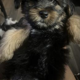 Sid - Black and tan male Yorkipoo puppy in Gastonia, North Carolina from Dynasty Kennel