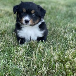 Miniature Australian Shepherd Puppies from Yaw's Mini Aussies