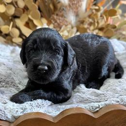 Snickerdoodle- Yellow Collar - Black male Goldendoodle puppy in Bay City, Texas from Charming Doods Goldendoodles