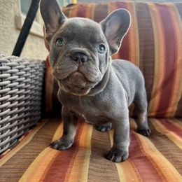 Yellow collar - Blue male French Bulldog puppy in Cordes Lakes, Arizona from Puppy Love AZ LLC