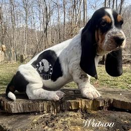 Hug Me - Black white and brown male Basset Hound puppy in Dingess, West Virginia from Tuckers' Howling Hounds