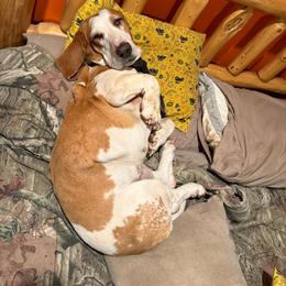 Basset Hound puppies from Shauna Jones Family Basset Hounds