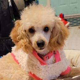 Moana - Poodle