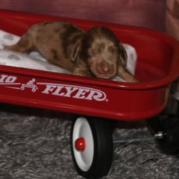 Gunther - Dapple Dachshund puppy in Humble, Texas from Foley Dachshunds