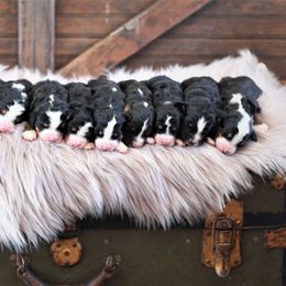 Bernedoodle and Bernese Mountain Dog Puppies from Richardville Hunde
