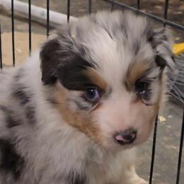 Taryn - Blue merle female Australian Shepherd puppy in Divide, Colorado from Outlaw Farm and Kennel