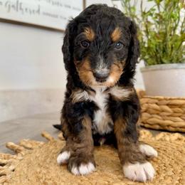 Charley Pride - Tri-color male Bernedoodle puppy in Draper, Utah from Salt City Farm