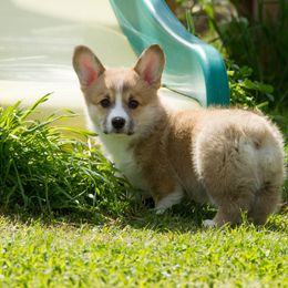 Pembroke Welsh Corgi Puppies from Half Hitch Corgis