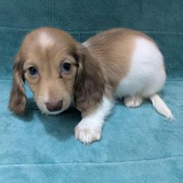 3 Turner - Piebald male Dachshund puppy in Central Point, Oregon from MRS Long Dog Ranch