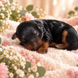 Praline - Black and tan female Cavapoo puppy in Myrtle Beach, South Carolina from Colorful-K9'S