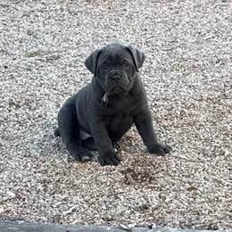 Coco (Comet) - Gray female Cane Corso puppy in Utah from 3Lake Kennelz