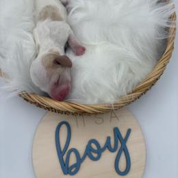 Miso - Piebald male Dachshund puppy in Brownsville, California from Pine & Pasture Dachshunds