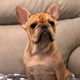 White female - Fawn female French Bulldog puppy in Nevis, Minnesota from Faithful Acres French Bulldogs