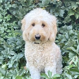 Mae - Goldendoodle