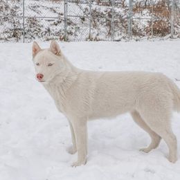 Siberian Husky Puppies from Breezy Valley Siberians