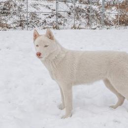 Siberian Husky Puppies from Breezy Valley Siberians