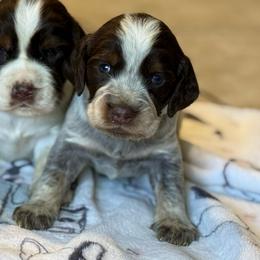 Boy 3 - Tri-Roan male English Springer Spaniel puppy in Fairfield, California from Goldridge Springers
